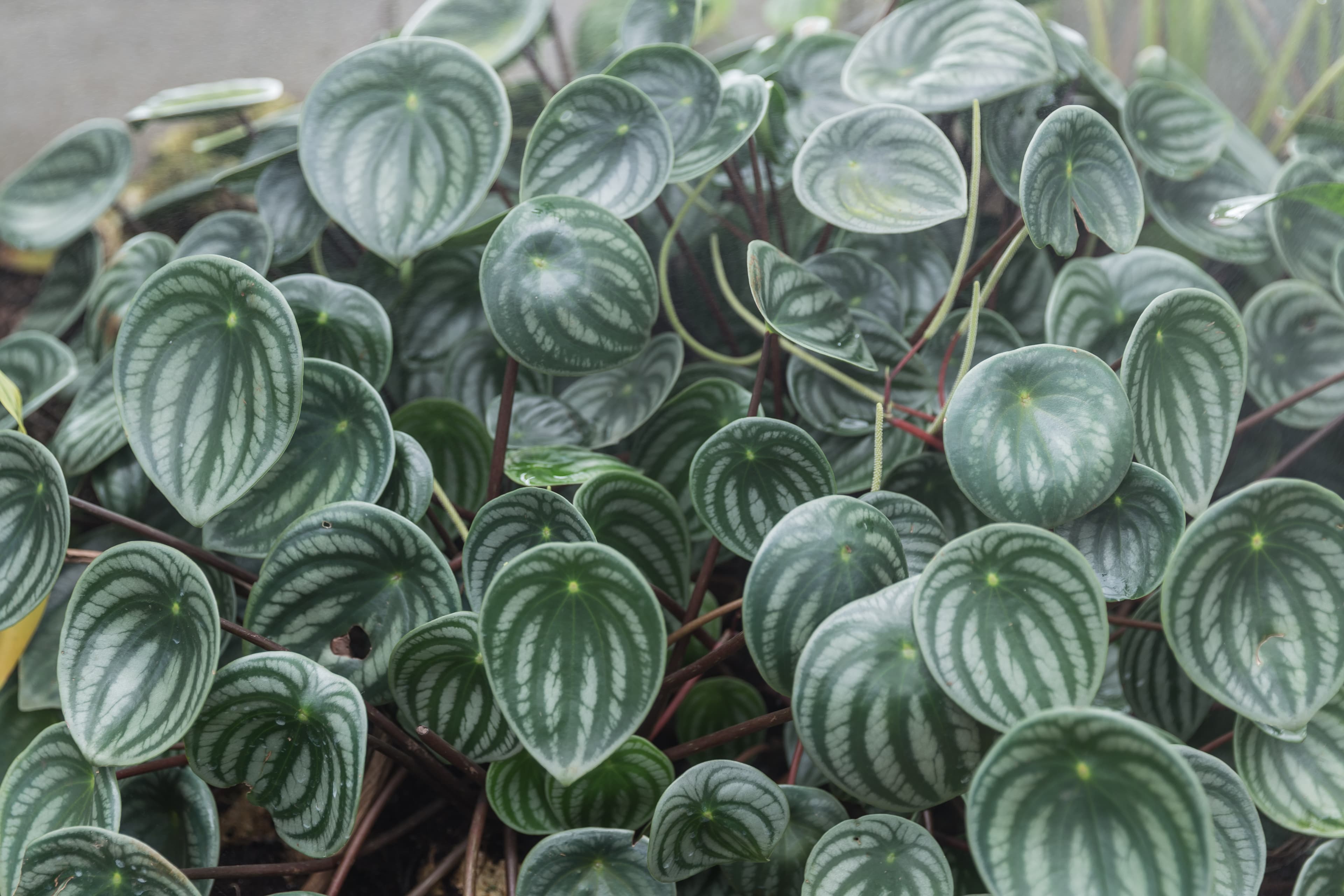 Peperomia Argyreia (Watermelon Peperomia)